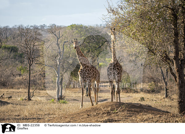 Giraffen / Giraffes / MBS-22358