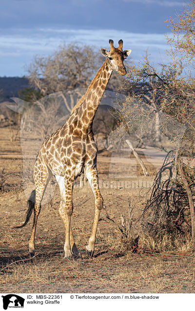 laufende Giraffe / walking Giraffe / MBS-22361