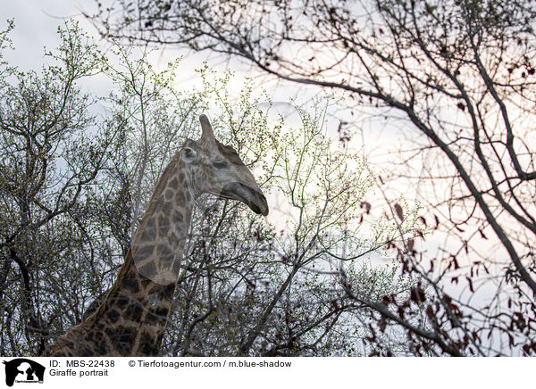 Giraffe Portrait / Giraffe portrait / MBS-22438