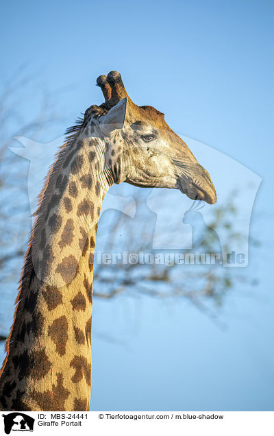 Sd-Giraffe Portrait / Giraffe Portait / MBS-24441