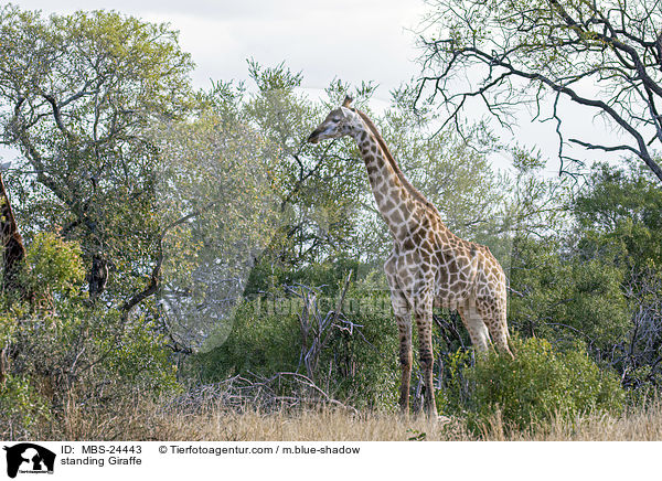 stehende Sd-Giraffe / standing Giraffe / MBS-24443