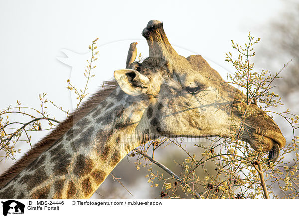 Sd-Giraffe Portrait / Giraffe Portait / MBS-24446