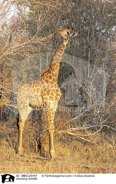 stehende Sd-Giraffe / standing Giraffe / MBS-24447