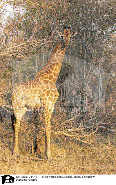 stehende Sd-Giraffe / standing Giraffe / MBS-24448