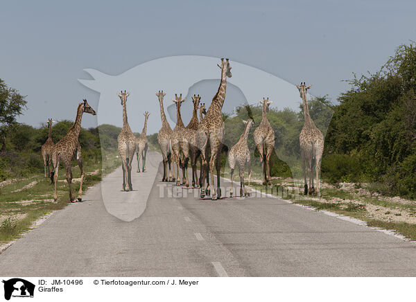 Giraffen / Giraffes / JM-10496
