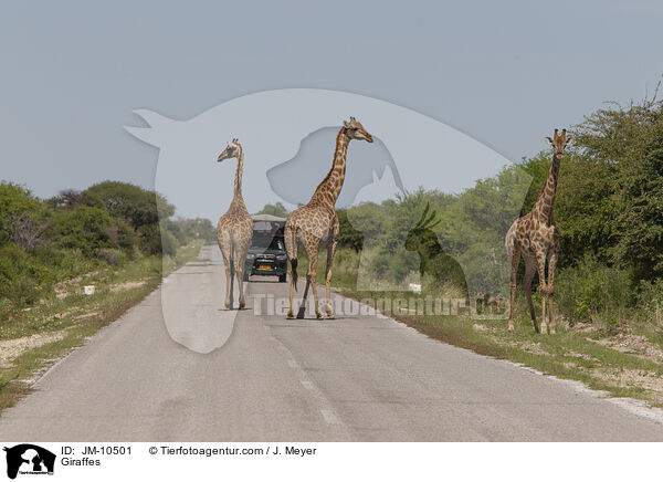 Giraffen / Giraffes / JM-10501