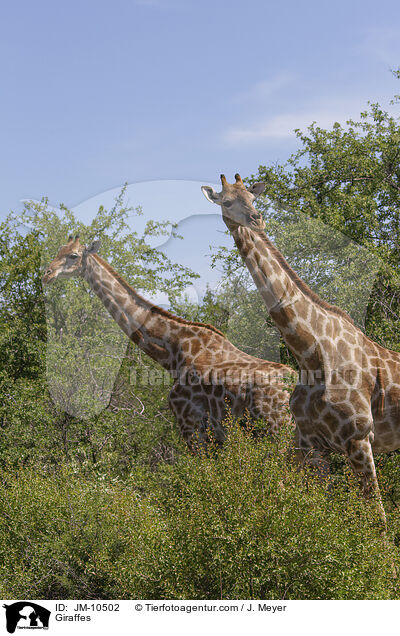 Giraffen / Giraffes / JM-10502