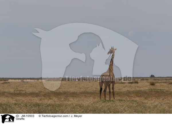Giraffe / Giraffe / JM-10503