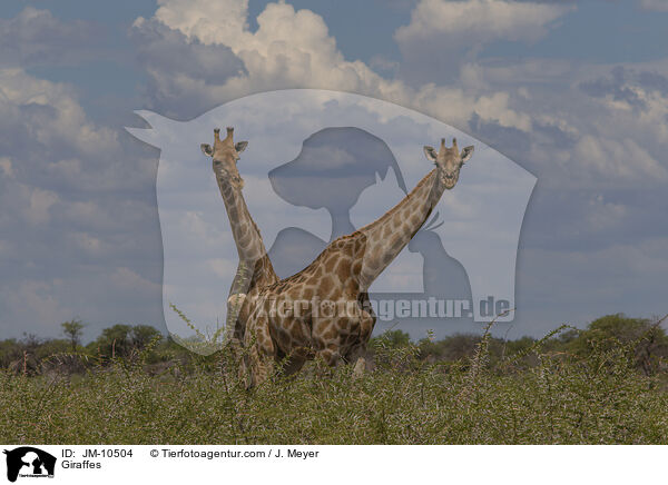 Giraffen / Giraffes / JM-10504