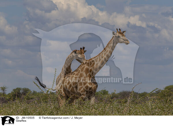 Giraffen / Giraffes / JM-10505