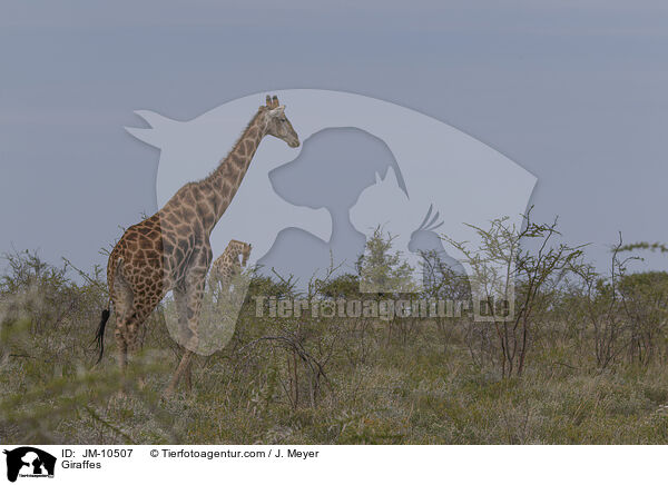 Giraffen / Giraffes / JM-10507