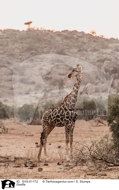 Giraffe / Giraffe / SVS-01172