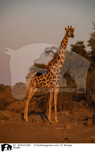 Giraffe / Giraffe / SVS-01236