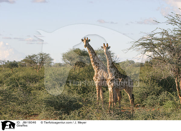 Giraffes / JM-18046