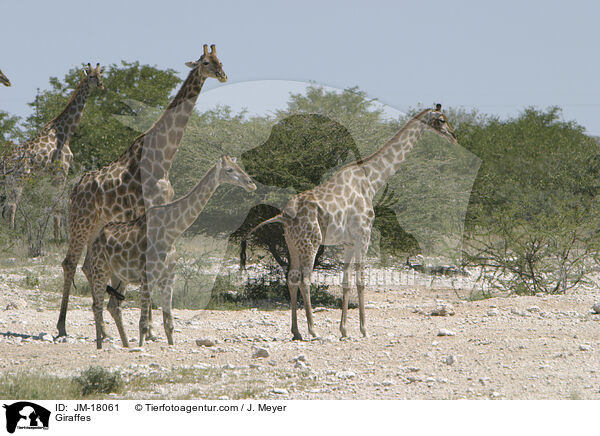 Giraffes / JM-18061