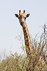 Giraffe Portrait