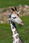 Giraffe Portrait