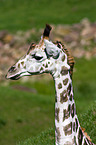 Giraffe Portrait