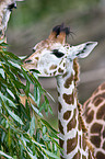 Giraffe Portrait