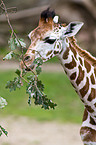 Giraffe Portrait