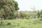 giraffes