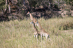 standing Giraffes