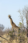 standing Giraffe