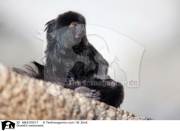 Goeldi's marmosets / MAZ-05017