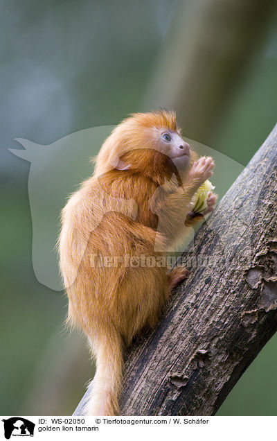 golden lion tamarin / WS-02050