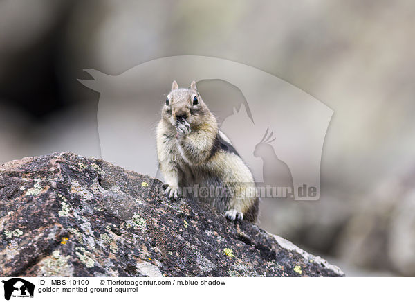 golden-mantled ground squirrel / MBS-10100