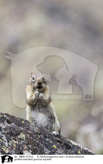 Goldmantel-Ziesel / golden-mantled ground squirrel / MBS-10102