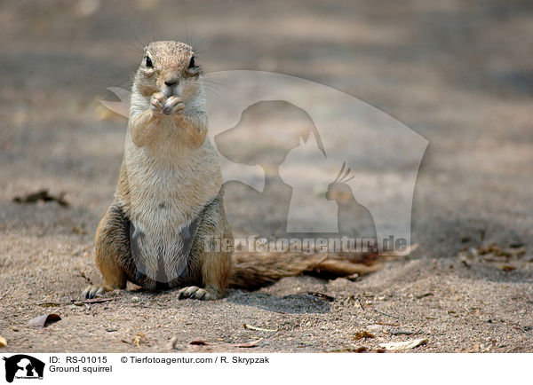 Erdhrnchen / Ground squirrel / RS-01015