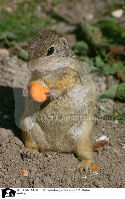 Ziesel beim fressen / eating / PM-01458