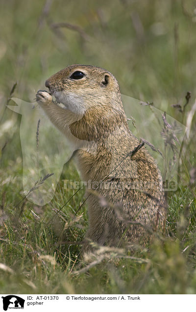 Ziesel / gopher / AT-01370