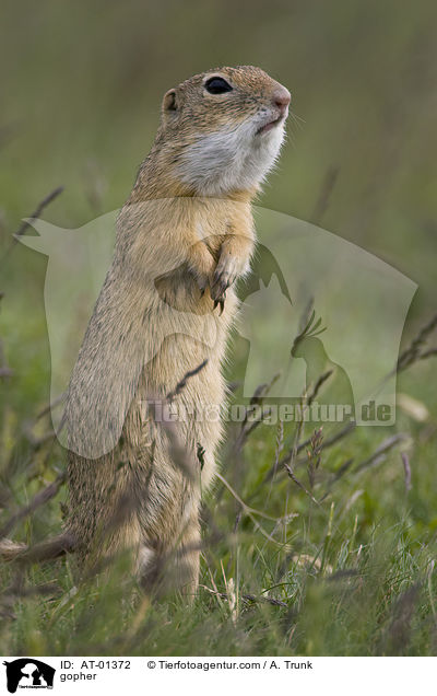 Ziesel / gopher / AT-01372