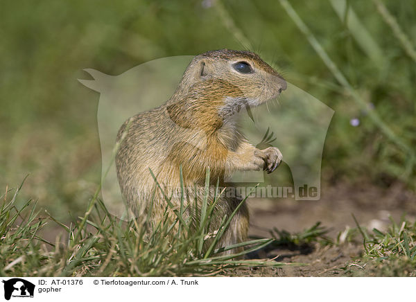 Ziesel / gopher / AT-01376