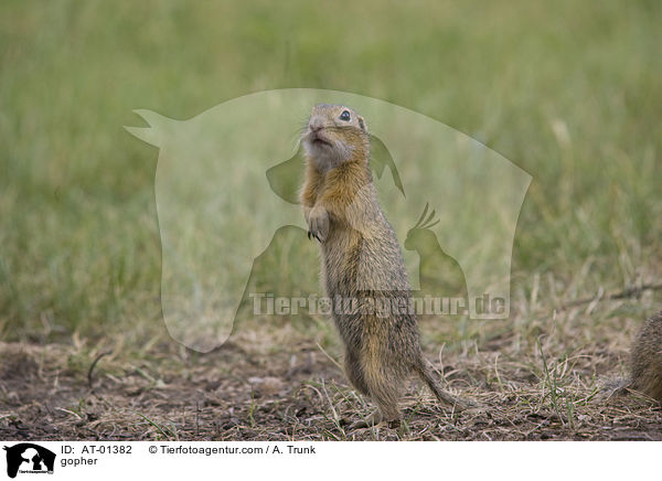 Ziesel / gopher / AT-01382