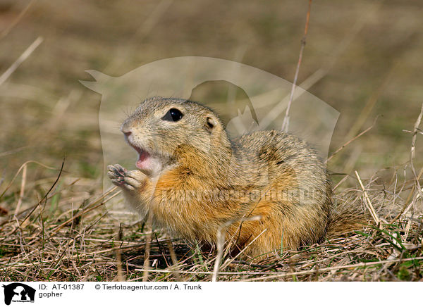 Ziesel / gopher / AT-01387