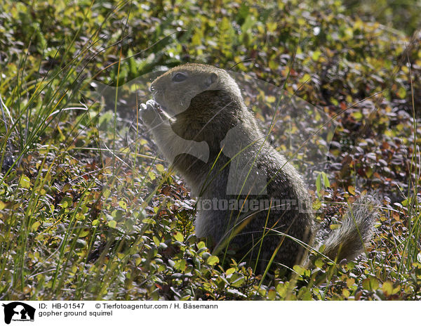 gopher ground squirrel / HB-01547