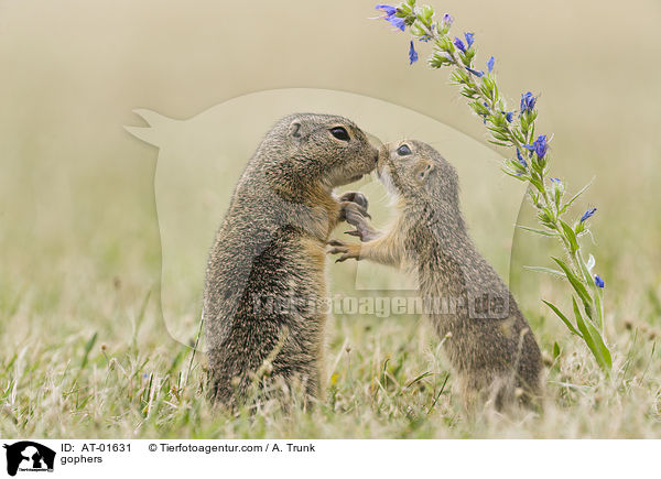 Ziesel / gophers / AT-01631