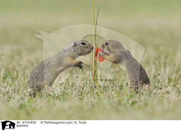 Ziesel / gophers / AT-01634