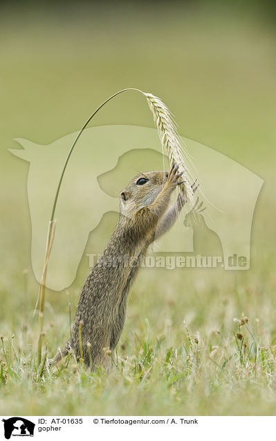 Ziesel / gopher / AT-01635