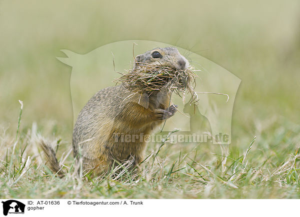 Ziesel / gopher / AT-01636