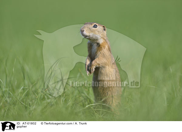 Ziesel / gopher / AT-01802