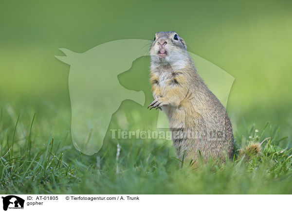 Ziesel / gopher / AT-01805