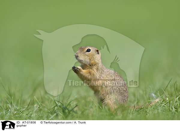 Ziesel / gopher / AT-01806