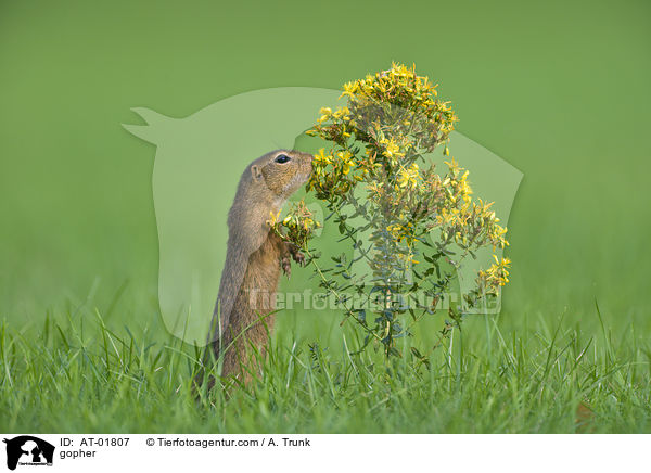 Ziesel / gopher / AT-01807
