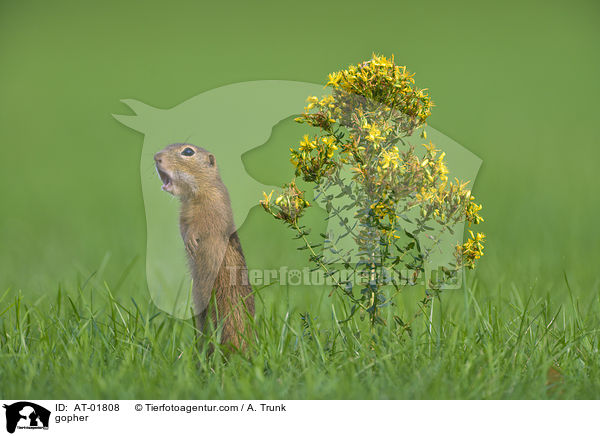 Ziesel / gopher / AT-01808