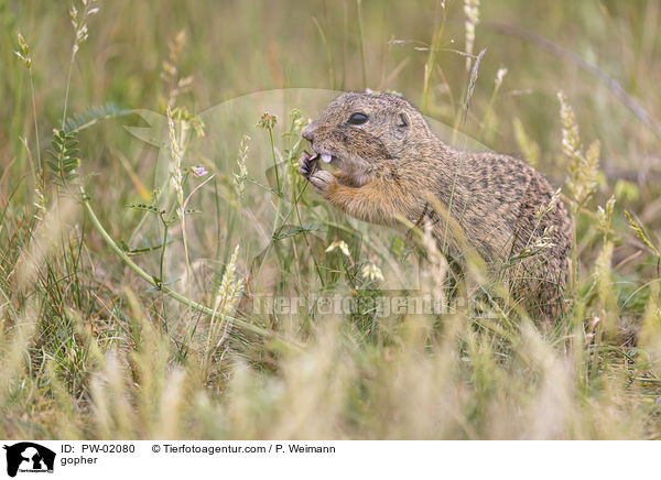 Ziesel / gopher / PW-02080