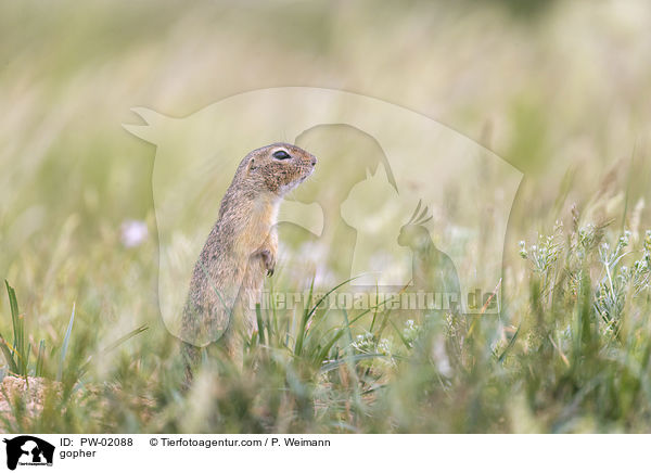 Ziesel / gopher / PW-02088